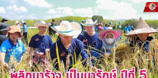 พลิกนาร้าง เป็นนารักษ์ ปีที่ 5 สานสัมพันธ์พี่น้องไทยพุทธ-มุสลิม แม่ทัพภาคที่ 4 ร่วมเกี่ยวข้าวกับชาวบ้านอย่างสนุกสนาน