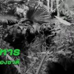 “เพราะทหาร คือรั้วของชาติ”