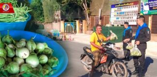 ทหารพราน 41 เก็บเกี่ยวผลผลิตพืชผักสวนครัวปลอดสารพิษ แจกจ่ายให้กับพี่น้องประชาชนในพื้นที่ อ.รามัน จ.ยะลา