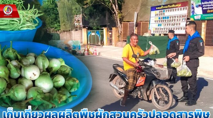 ทหารพราน 41 เก็บเกี่ยวผลผลิตพืชผักสวนครัวปลอดสารพิษ แจกจ่ายให้กับพี่น้องประชาชนในพื้นที่ อ.รามัน จ.ยะลา