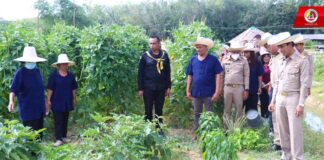 ติดตามการดำเนินกิจกรรมปลูกผักสวนครัวของราษฎรในพื้นที่ ตามโครงการ ระแงะ มีดี มีสุข ตามหลักปรัชญาของเศรษฐกิจพอเพียง