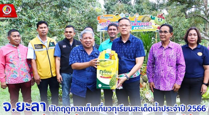 จังหวัดยะลาเปิดฤดูกาลเก็บเกี่ยวทุเรียนสะเด็ดน้ำประจำปี 2566 เดินหน้ากระตุ้นเศรษฐกิจชายแดนใต้