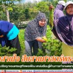 ร่วมเก็บผลผลิตในโครงการมัสยิดสานใจ สืบสานศาสตร์พระราชา ด้วยหลักปรัชญาของเศรษฐกิจพอเพียง แหล่งเรียนรู้ด้านการทำเกษตรทฤษฎีใหม่