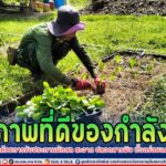 สุขภาพที่ดีของกำลังพล เริ่มต้นด้วยการรับประทานผักสด สะอาด ปลอดสารพิษ ทั้งอร่อยและมีประโยชน์