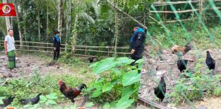 โครงการไก่ดำพระราชทาน “กองสานใจสู่สันติ ศูนย์สันติวิธี” ต.กอตอตือร๊ะ อ.รามัน จ.ยะลา