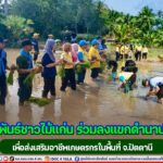 สานสัมพันธ์ชาวไม้แก่น ร่วมลงแขกดำนาปลูกข้าว เพื่อส่งเสริมอาชีพเกษตรกรในพื้นที่ จ.ปัตตานี