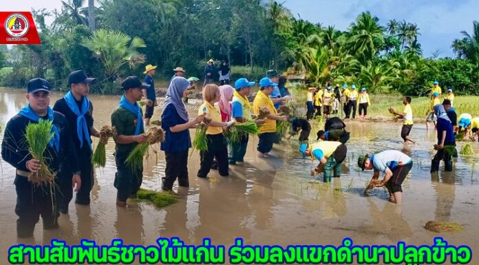 สานสัมพันธ์ชาวไม้แก่น ร่วมลงแขกดำนาปลูกข้าว เพื่อส่งเสริมอาชีพเกษตรกรในพื้นที่ จ.ปัตตานี