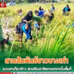 สานสัมพันธ์ชาวบางเก่า ลงแขกเกี่ยวข้าว ส่งเสริมอาชีพเกษตรกรในพื้นที่