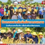 กิจกรรมสานสัมพันธ์ชาวดอนทราย ร่วมกันลงแขกเกี่ยวข้าว เพื่อส่งเสริมอาชีพเกษตรกร