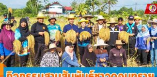 กิจกรรมสานสัมพันธ์ชาวดอนทราย ร่วมกันลงแขกเกี่ยวข้าว เพื่อส่งเสริมอาชีพเกษตรกร