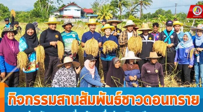 กิจกรรมสานสัมพันธ์ชาวดอนทราย ร่วมกันลงแขกเกี่ยวข้าว เพื่อส่งเสริมอาชีพเกษตรกร