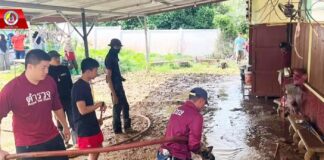 ตำรวจจิตอาสา บูรณาการกับหน่วยงานในพื้นที่ ร่วมทำความสะอาดโรงเรียนบ้านธารมะลิ ที่ได้รับผลกระทบจากเหตุอุทกภัย ในพื้นที่ อ.เบตง จ.ยะลา