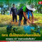 “ทหารเป็นได้ทุกอย่างที่อยากให้เป็น” ทหารพราน 43 “ช่วยชาวนาเก็บเกี่ยวข้าว“