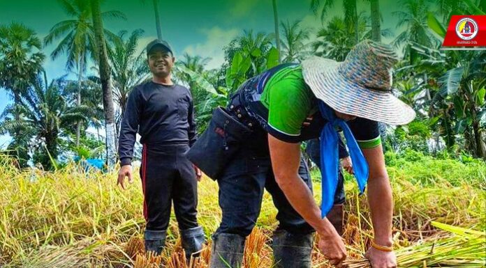 “ทหารเป็นได้ทุกอย่างที่อยากให้เป็น” ทหารพราน 43 “ช่วยชาวนาเก็บเกี่ยวข้าว“