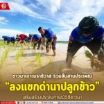 ชาวบาเจาะนราธิวาส ร่วมสืบสานประเพณี “ลงแขกดำนาปลูกข้าว” เสริมสร้างประสบการณ์วิถีชาวนา