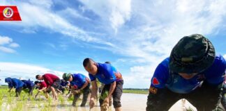 ชาวบาเจาะนราธิวาส ร่วมสืบสานประเพณี “ลงแขกดำนาปลูกข้าว” เสริมสร้างประสบการณ์วิถีชาวนา