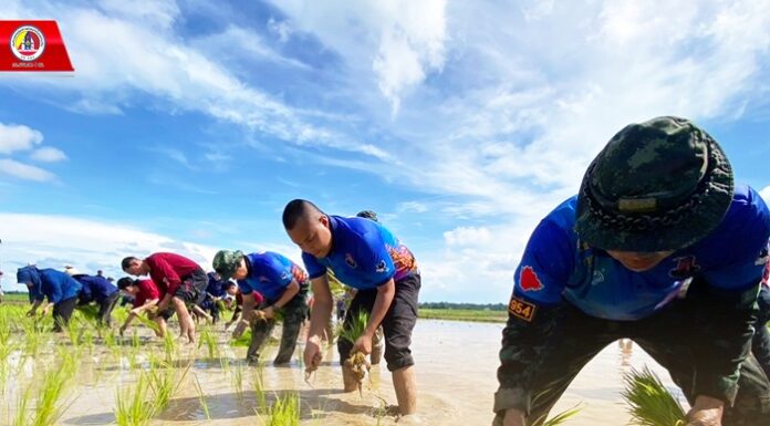 ชาวบาเจาะนราธิวาส ร่วมสืบสานประเพณี “ลงแขกดำนาปลูกข้าว” เสริมสร้างประสบการณ์วิถีชาวนา