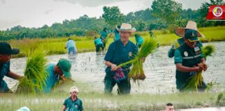 ลงแขกดำนา ฟื้นนาร้าง ร่วมสืบสานวัฒนธรรมทำนาจังหวัดนราธิวาส เพื่อเด็กกำพร้าในพื้นที่