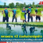 ทหารพราน 43 ร่วมกันดำนาปลูกข้าว สืบสานวิถีภูมิปัญญาอาชีพเกษตรกรรมดั้งเดิมไม่ให้สูญหายไปจากพื้นที่