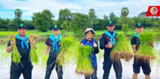 ทหารพราน 43 ร่วมกันดำนาปลูกข้าว สืบสานวิถีภูมิปัญญาอาชีพเกษตรกรรมดั้งเดิมไม่ให้สูญหายไปจากพื้นที่