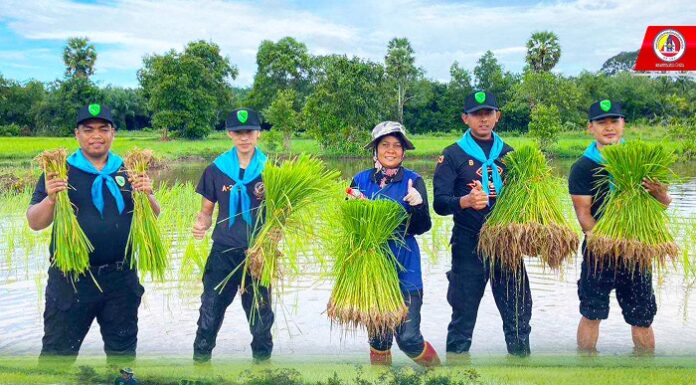 ทหารพราน 43 ร่วมกันดำนาปลูกข้าว สืบสานวิถีภูมิปัญญาอาชีพเกษตรกรรมดั้งเดิมไม่ให้สูญหายไปจากพื้นที่