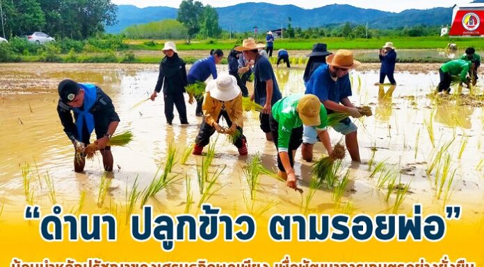 “ดำนา ปลูกข้าว ตามรอยพ่อ” น้อมนำหลักปรัชญาของเศรษฐกิจพอเพียง เพื่อพัฒนาการเกษตรอย่างยั่งยืน