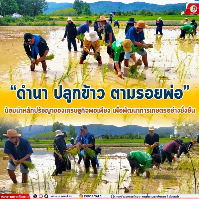 7.ดำนา ปลูกข้าว ตามรอยพ่อ น้อมนำหลักปรัชญาข