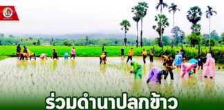 ร่วมดำนาปลูกข้าว ตามแนวทางวิถีชีวิตเศรษฐกิจพอเพียง