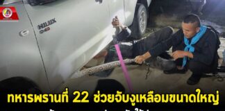 ทหารพราน 22 ช่วยจับงูเหลือมขนาดใหญ่ คุ้มครองความปลอดภัยให้ประชาชน