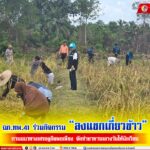 ฉก.ทพ.41 ร่วมกิจกรรม “ลงแขกเกี่ยวข้าว” ตามแนวทางเศรษฐกิจพอเพียง จัดทำอาหารกลางวันให้นักเรียน