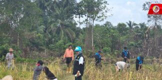 ฉก.ทพ.41 ร่วมกิจกรรม “ลงแขกเกี่ยวข้าว” ตามแนวทางเศรษฐกิจพอเพียง จัดทำอาหารกลางวันให้นักเรียน