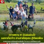 ทหารพราน 41 ร่วมแรงร่วมใจ ลงแขกเกี่ยวข้าว สานสายใยชุมชน สู่วิถีพอเพียง ตามแนวทางพระราชดำริเศรษฐกิจพอเพียงด้วย “โคก หนอง นา แห่งน้ำใจและความหวัง”