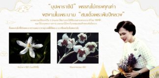 “บุปผาราชินี” พรรณไม้ทรงคุณค่า งดงามในพระนาม “สมเด็จพระพันปีหลวง”