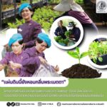 “แผ่นดินนี้ยังหอมกลิ่นพระเมตตา” โครงการฟาร์มตัวอย่างตามพระราชดำริฯ วังพญา–ท่าธง จังหวัดยะลา ร้อยดวงใจ ถวายความอาลัย น้อมรำลึกพระมหากรุณาธิคุณแด่แม่ของแผ่นดิน