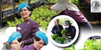 “แผ่นดินนี้ยังหอมกลิ่นพระเมตตา” โครงการฟาร์มตัวอย่างตามพระราชดำริฯ วังพญา–ท่าธง จังหวัดยะลา ร้อยดวงใจ ถวายความอาลัย น้อมรำลึกพระมหากรุณาธิคุณแด่แม่ของแผ่นดิน