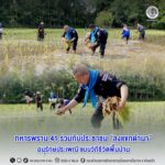 ทหารพราน 41 ร่วมกับประชาชน “ลงแขกดำนา” อนุรักษ์ประเพณี แบบวิถีชีวิตพื้นบ้าน