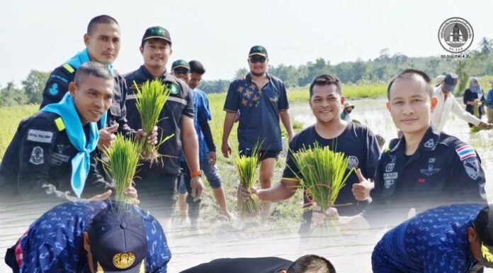 ทหารพราน 43 ร่วมกิจกรรมดำนาสามัคคี สืบสานวิถีเศรษฐกิจพอเพียง เสริมสร้างความเข้มแข็งให้ชุมชนโคกโพธิ์ จังหวัดปัตตานี