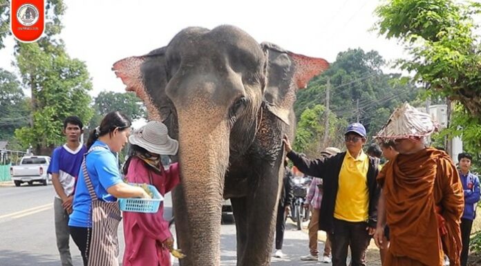 “ศรัทธา-สันติสุข” ชาวบ้านแห่ต้อนรับ ท่านเวาะ-แม่ดม ช้างคู่ใจ หลังเดินเท้าบนเส้นทางศรัทธา นครศรีธรรมราช – ปัตตานี ด้วยความอบอุ่น