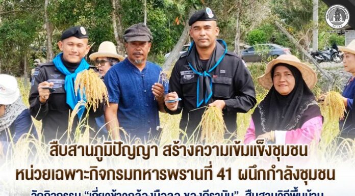 สืบสานภูมิปัญญา สร้างความเข้มแข็งชุมชน หน่วยเฉพาะกิจกรมทหารพรานที่ 41 ผนึกกำลังชุมชน จัดกิจกรรม “เกี่ยวข้าวกล้องมือลอ ของดีรามัน” สืบสานวิถีพื้นบ้าน