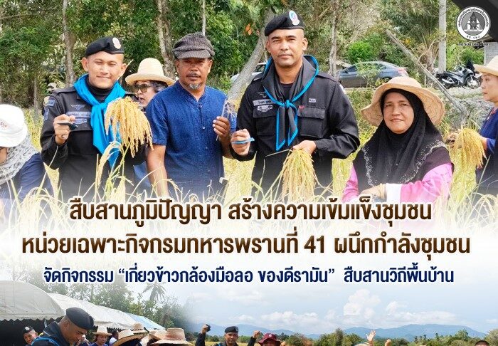 สืบสานภูมิปัญญา สร้างความเข้มแข็งชุมชน หน่วยเฉพาะกิจกรมทหารพรานที่ 41 ผนึกกำลังชุมชน จัดกิจกรรม “เกี่ยวข้าวกล้องมือลอ ของดีรามัน” สืบสานวิถีพื้นบ้าน