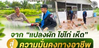 “จาก “แปลงผัก ไข่ไก่ เห็ด” สู่ความมั่นคงทางอาชีพ” ฉก.ทพ.41 ลงพื้นที่ฟาร์มตัวอย่างตามพระราชดำริฯ วังพญา–ท่าธง (บ้านจำปูน) หนุนเศรษฐกิจฐานรากชายแดนใต้