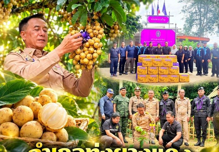 อำเภอทุ่งยางแดง จังหวัดปัตตานี เก็บเกี่ยวลองกองจากสวนสมเด็จพระเทพฯ เตรียมนำขึ้นทูลเกล้าฯ ถวาย พร้อมปลูกต้นทดแทนสืบสานผลผลิตในพื้นที่
