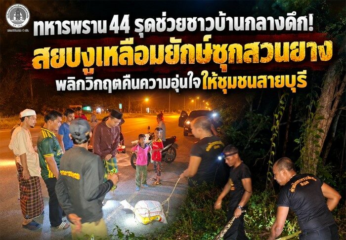 ทหารพราน 44 รุดช่วยชาวบ้านกลางดึก! สยบงูเหลือมยักษ์ซุกสวนยาง พลิกวิกฤตคืนความอุ่นใจให้ชุมชนสายบุรี